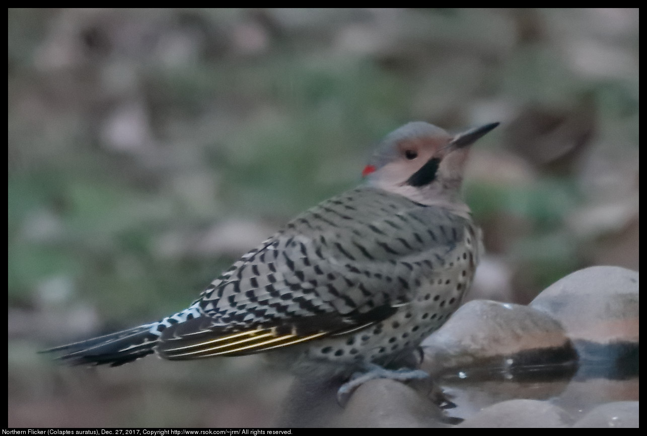 Northern Flicker (Colaptes auratus), Dec. 27, 2017