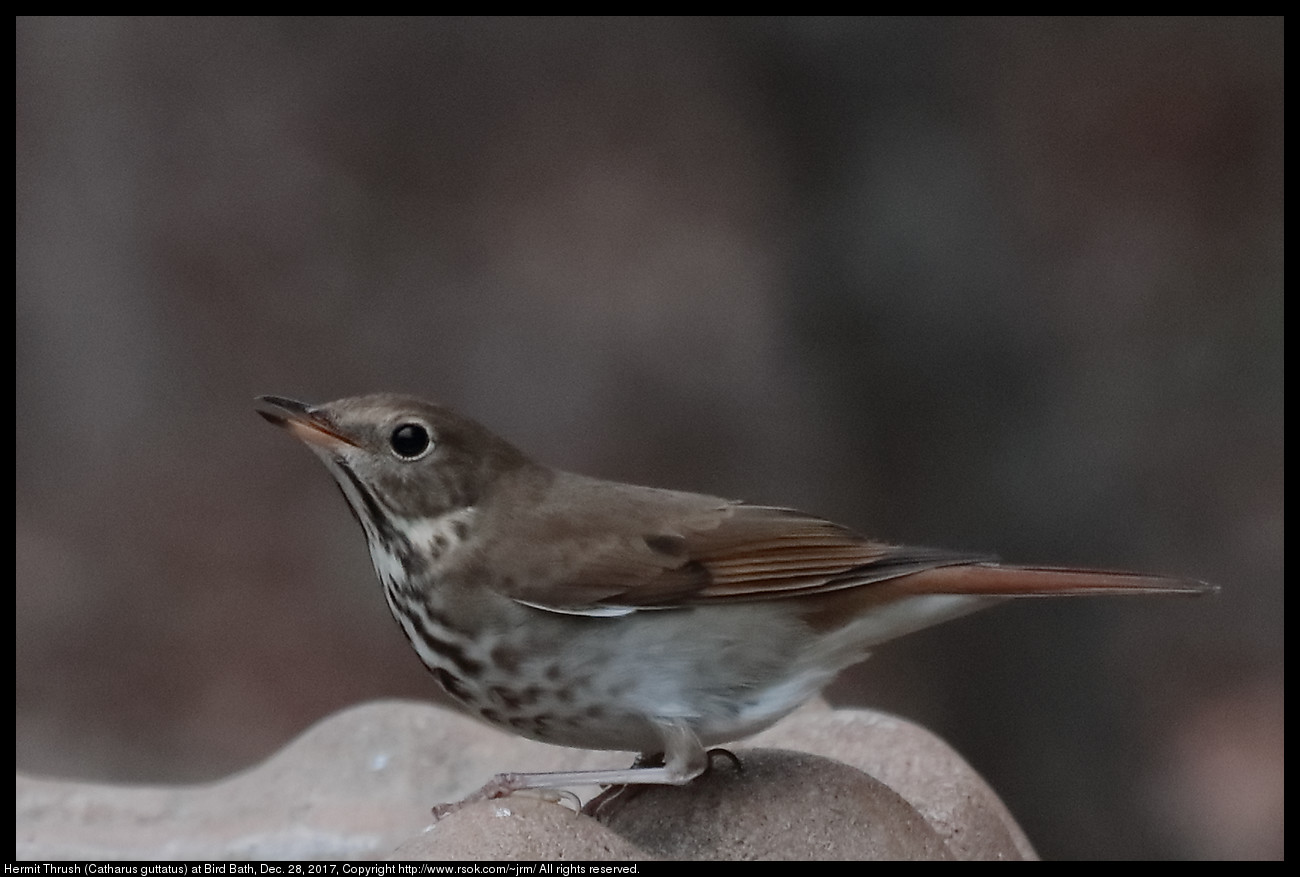 Hermit Thrush (Catharus guttatus) at Bird Bath, Dec. 28, 2017