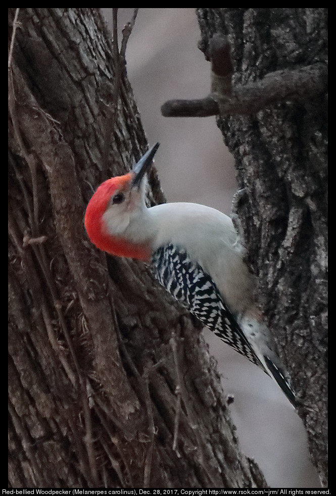 Red-bellied Woodpecker (Melanerpes carolinus), Dec. 28, 2017