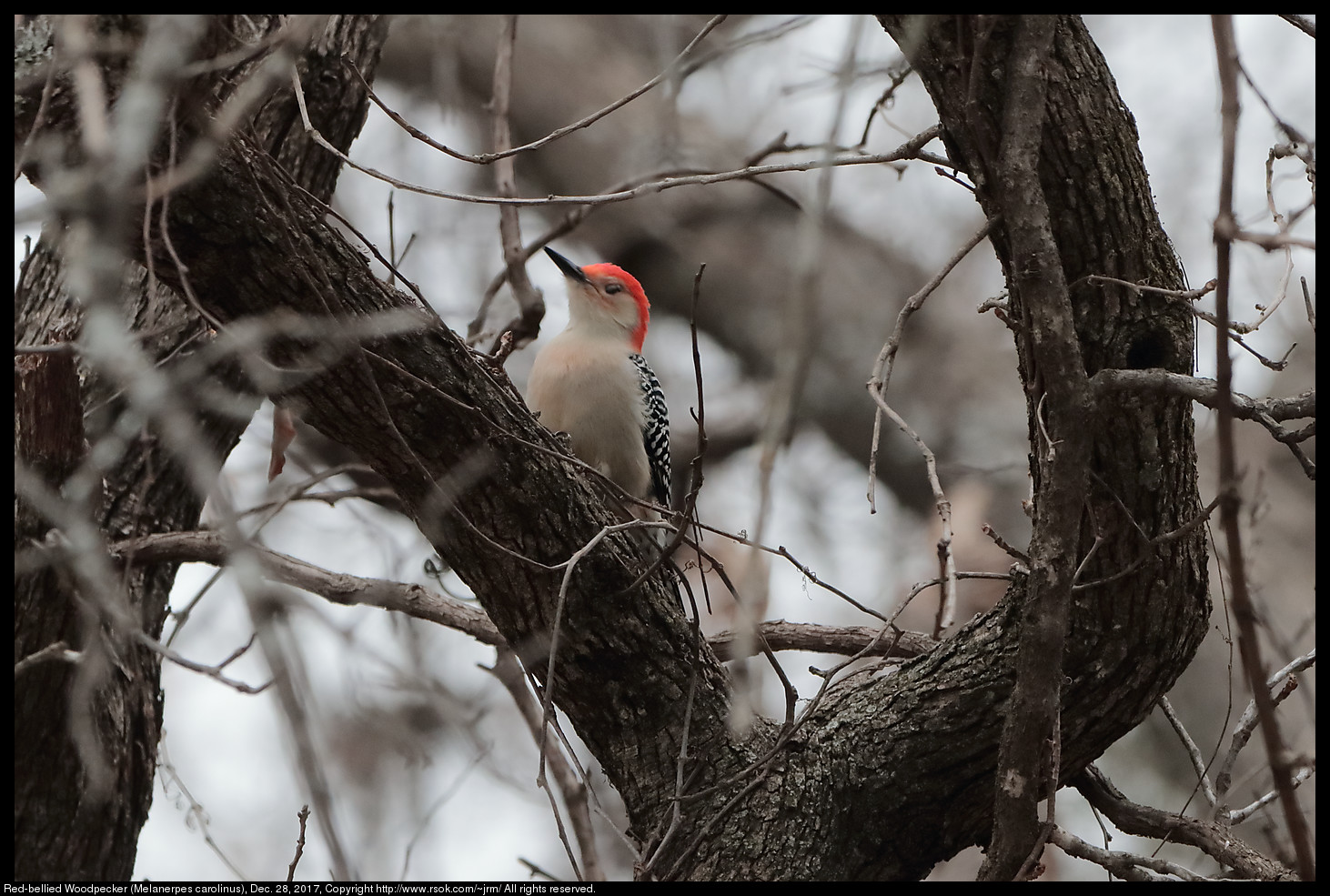 Red-bellied Woodpecker (Melanerpes carolinus), Dec. 28, 2017