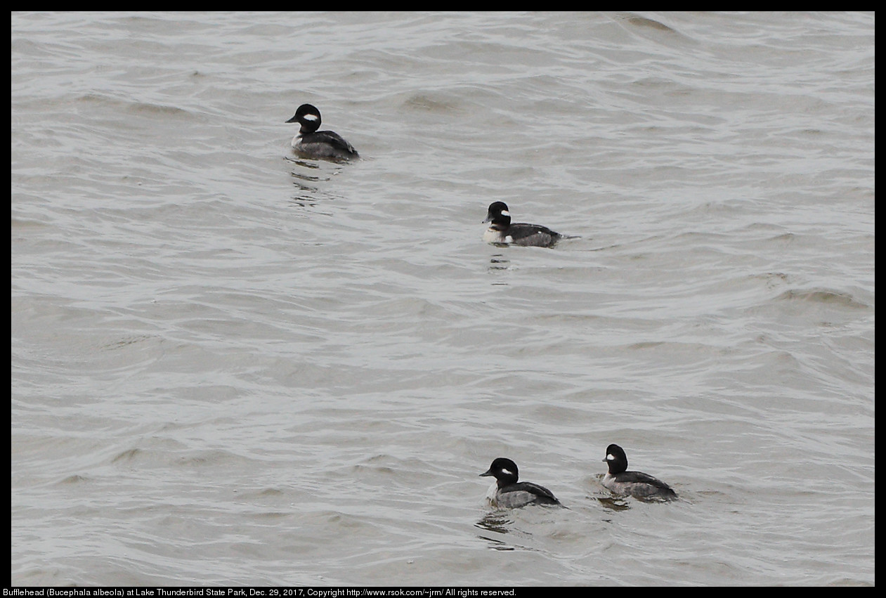 Bufflehead (Bucephala albeola) at Lake Thunderbird State Park, Dec. 29, 2017