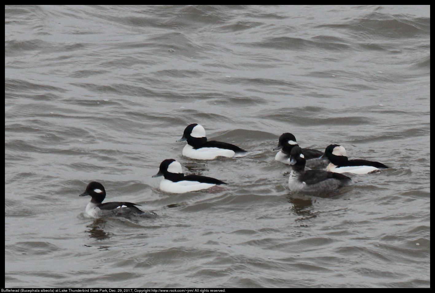 Bufflehead (Bucephala albeola) at Lake Thunderbird State Park, Dec. 29, 2017