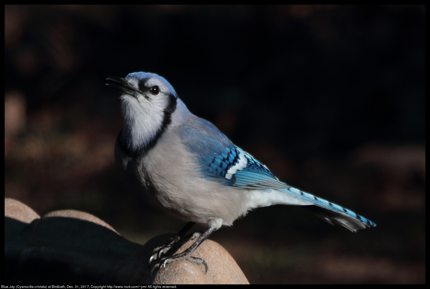 Blue Jay (Cyanocitta cristata) at Birdbath, Dec. 31, 2017