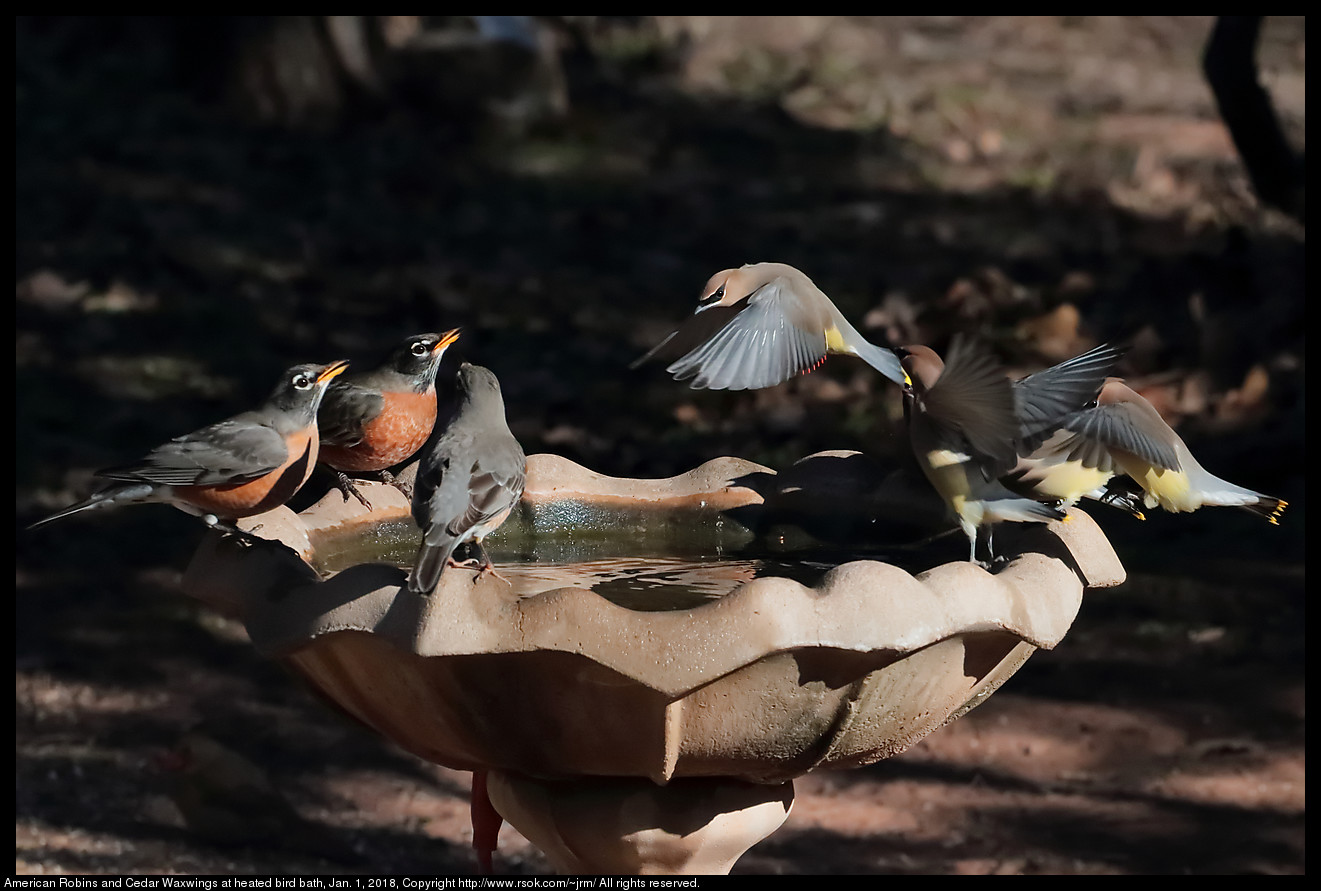 American Robins and Cedar Waxwings at heated bird bath, Jan. 1, 2018