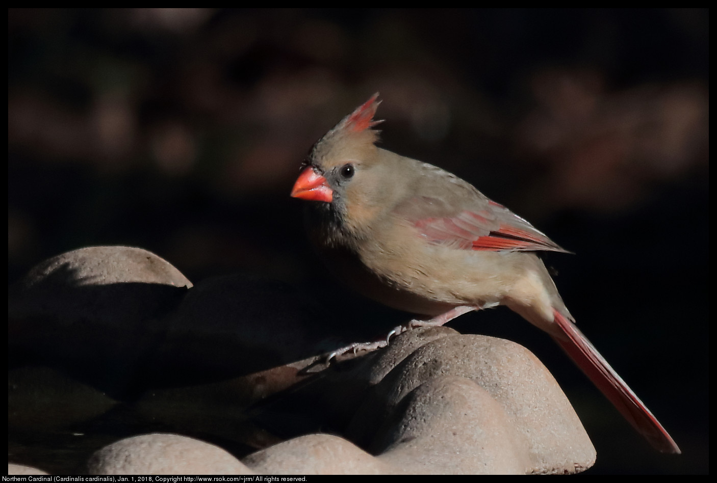 Northern Cardinal (Cardinalis cardinalis), Jan. 1, 2018