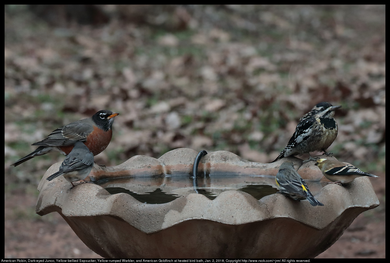 American Robin, Dark-eyed Junco, Yellow-bellied Sapsucker, Yellow-rumped Warbler, and American Goldfinch at heated bird bath, Jan. 2, 2018