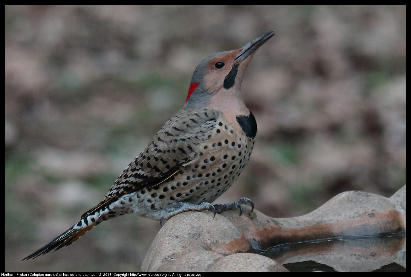 Northern Flicker (Colaptes auratus) at heated bird bath, Jan. 2, 2018