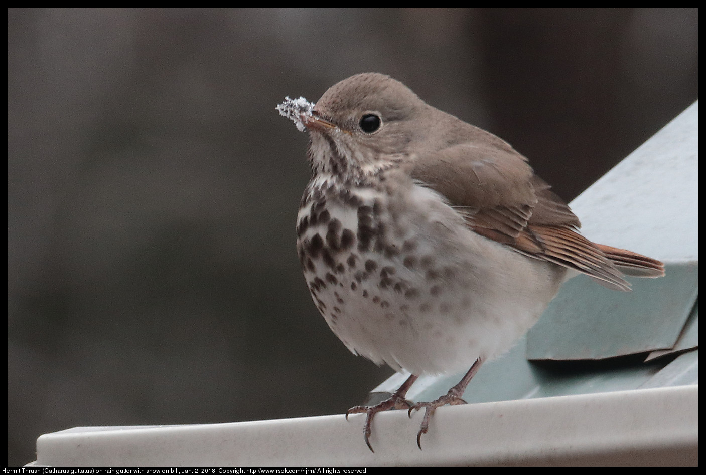 Hermit Thrush (Catharus guttatus) on rain gutter with snow on bill, Jan. 2, 2018