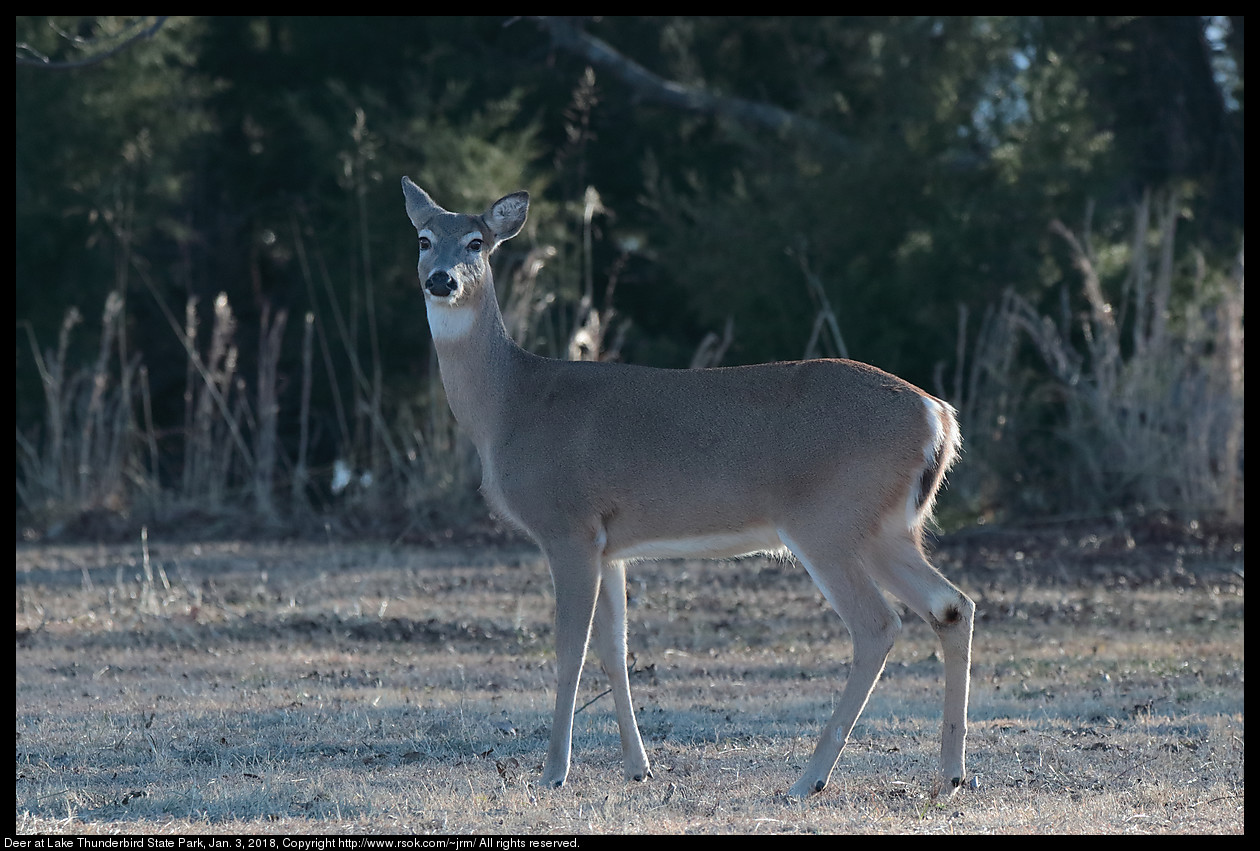 Deer at Lake Thunderbird State Park, Jan. 3, 2018