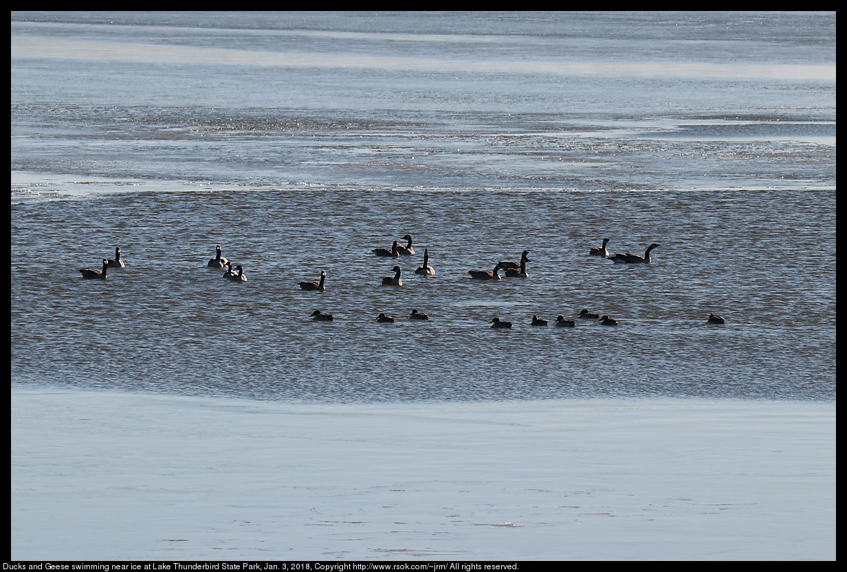 Ducks and Geese swimming near ice at Lake Thunderbird State Park, Jan. 3, 2018
