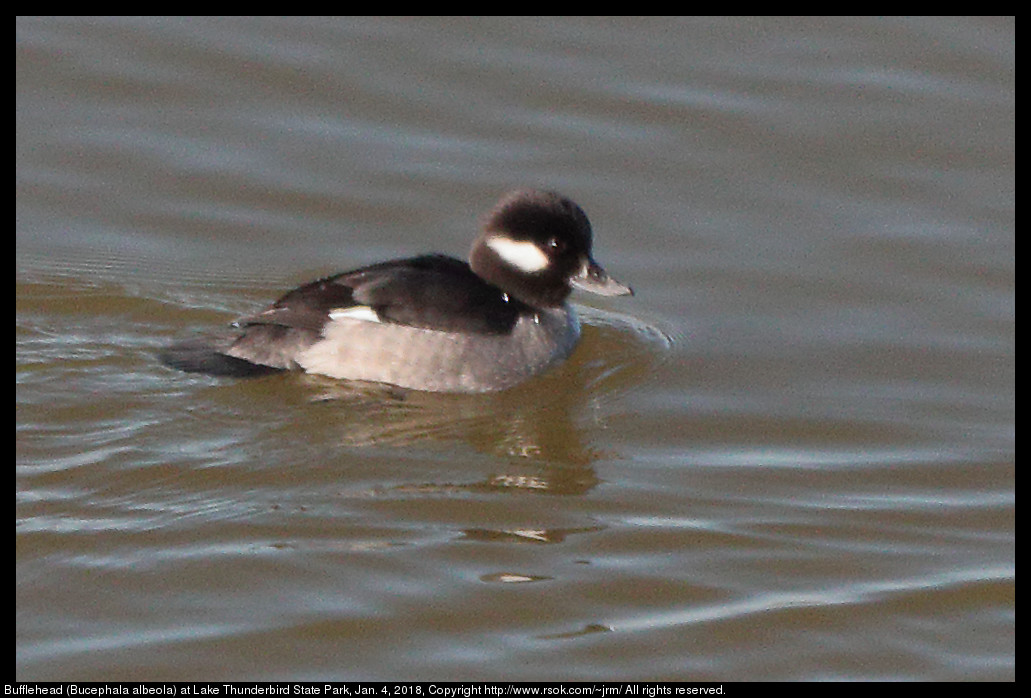 Bufflehead (Bucephala albeola) at Lake Thunderbird State Park, Jan. 4, 2018