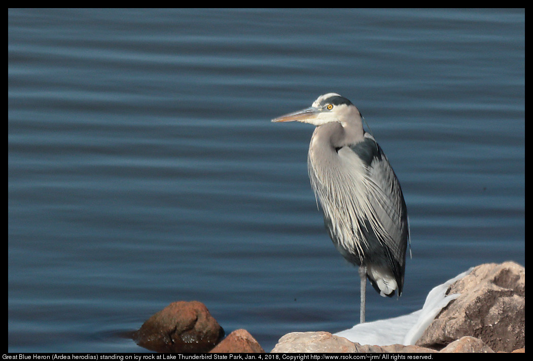 Great Blue Heron (Ardea herodias) standing on icy rock at Lake Thunderbird State Park, Jan. 4, 2018