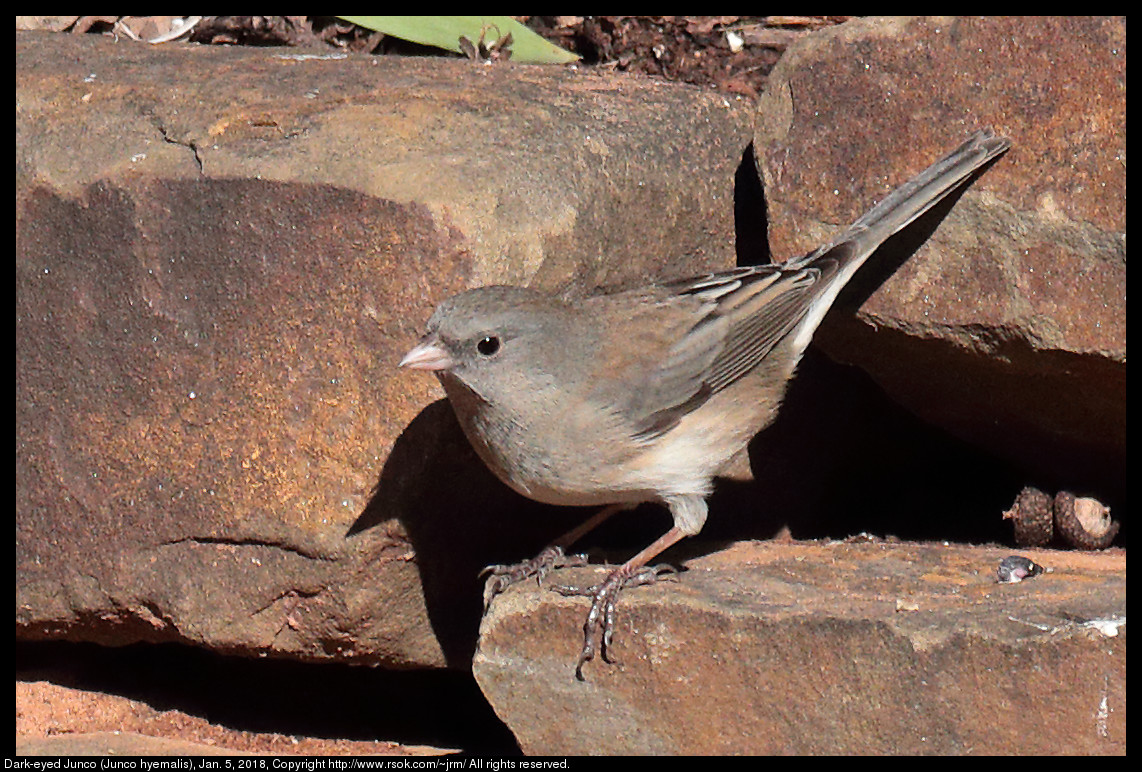 Dark-eyed Junco (Junco hyemalis), Jan. 5, 2018