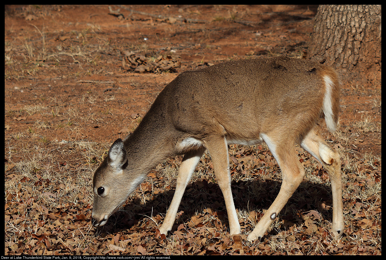 Deer at Lake Thunderbird State Park, Jan. 9, 2018