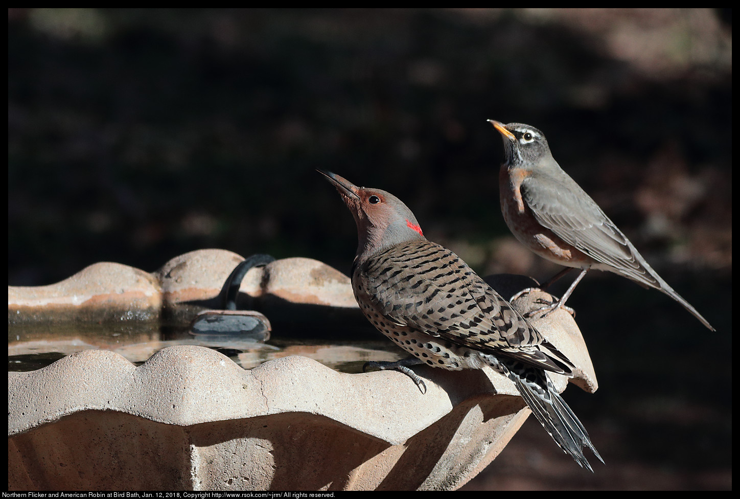 Northern Flicker and American Robin at Bird Bath, Jan. 12, 2018