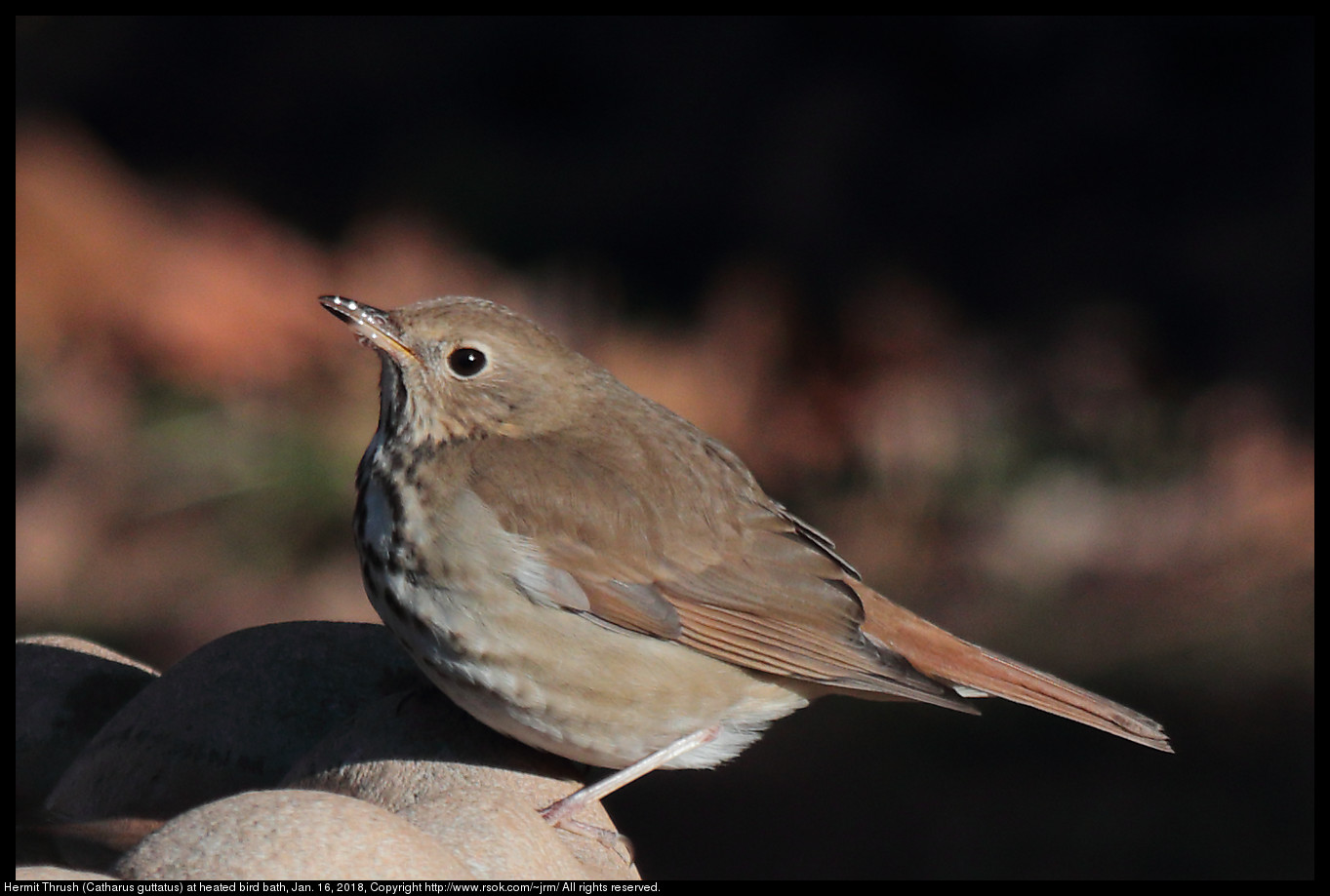 Hermit Thrush (Catharus guttatus) at heated bird bath, Jan. 16, 2018