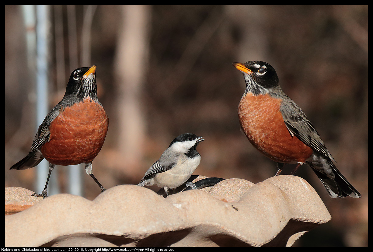 Robins and Chickadee at bird bath, Jan. 20, 2018