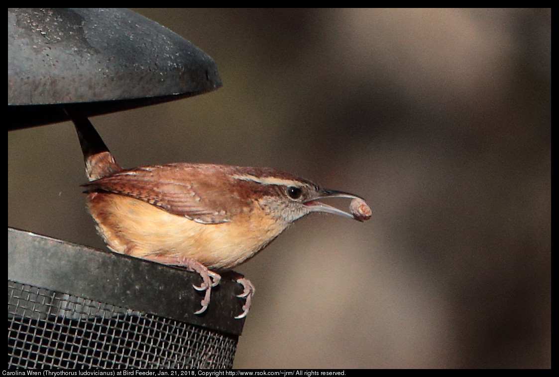 Carolina Wren (Thryothorus ludovicianus) at Bird Feeder, Jan. 21, 2018