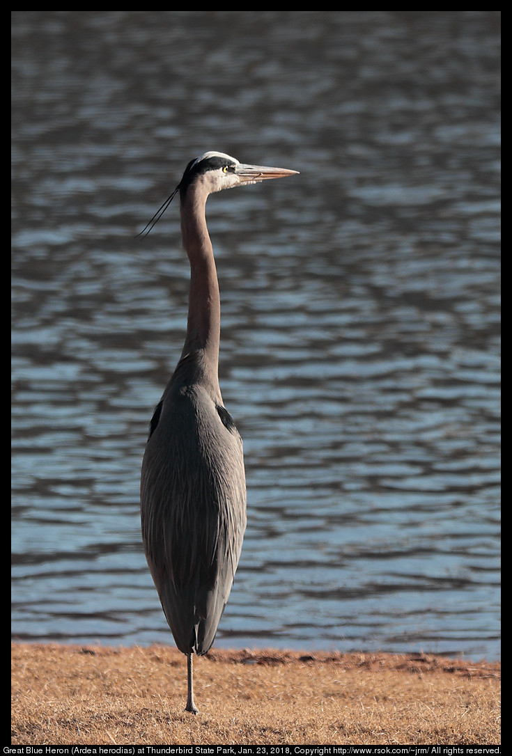 Great Blue Heron (Ardea herodias) at Lake Thunderbird State Park, Jan. 23, 2018