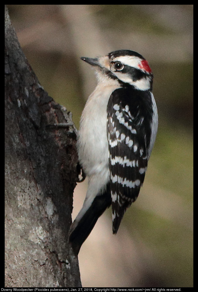 Downy Woodpecker (Picoides pubescens), Jan. 27, 2018