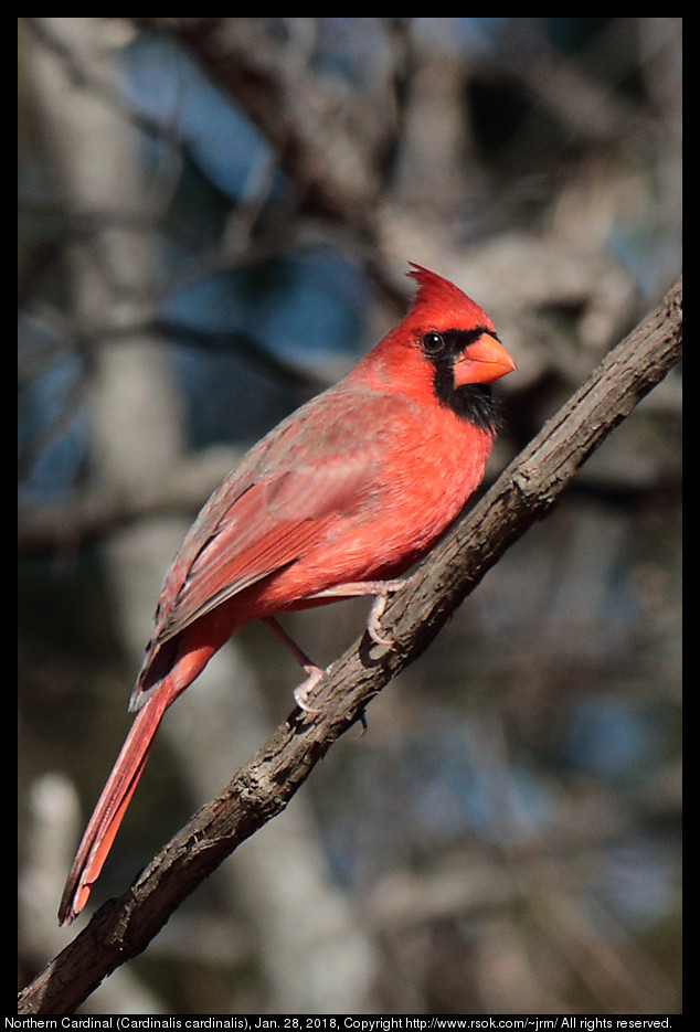 Northern Cardinal (Cardinalis cardinalis), Jan. 28, 2018