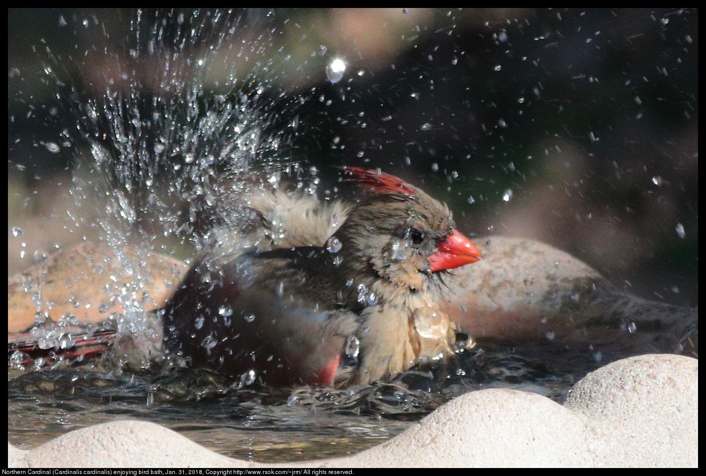 Northern Cardinal (Cardinalis cardinalis) enjoying bird bath, Jan. 31, 2018