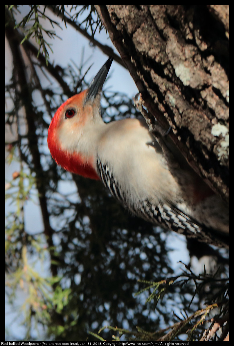 Red-bellied Woodpecker (Melanerpes carolinus), Jan. 31, 2018
