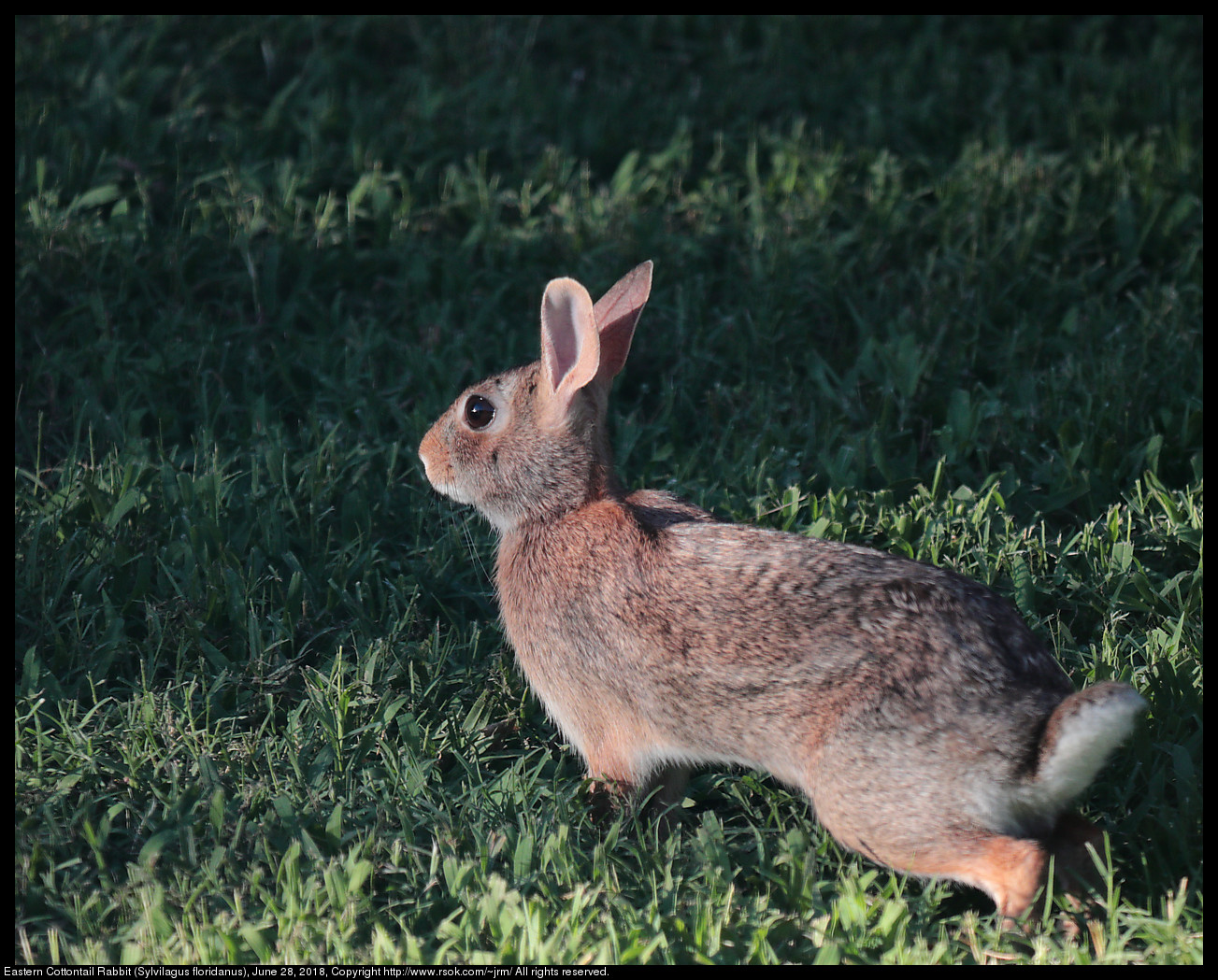 Eastern Cottontail Rabbit (Sylvilagus floridanus), June 28, 2018