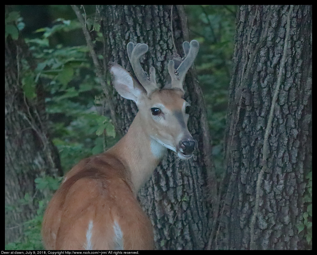 Deer at dawn, July 9, 2018