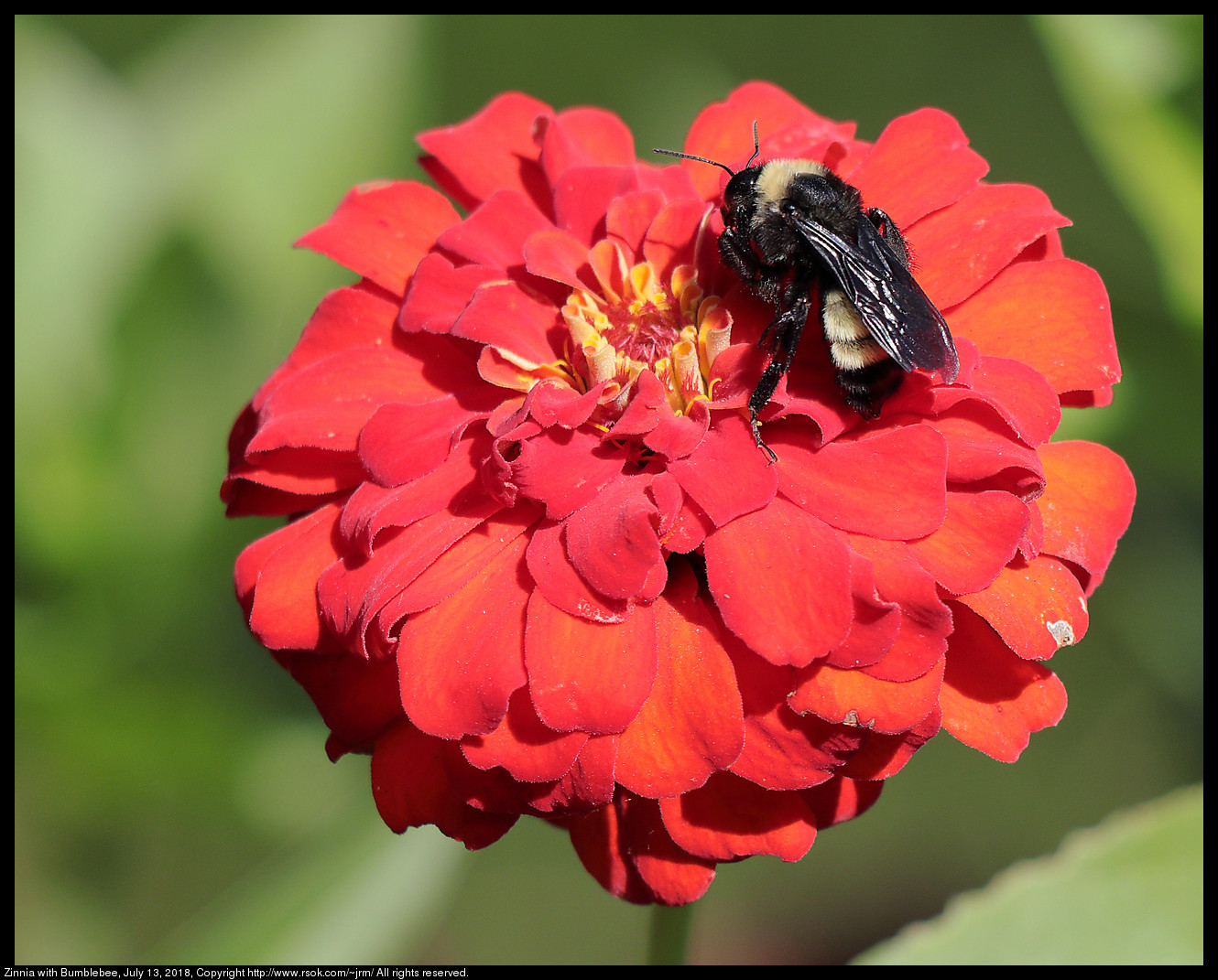 Zinnia with Bumblebee, July 13, 2018