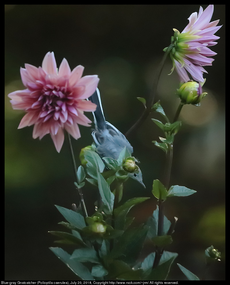 Blue-gray Gnatcatcher (Polioptila caerulea), July 20, 2018