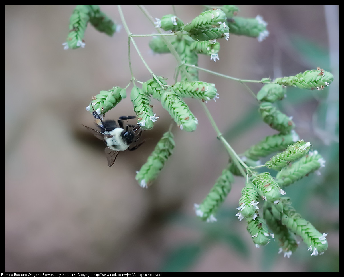 Bumble Bee and Oregano Flower, July 21, 2018