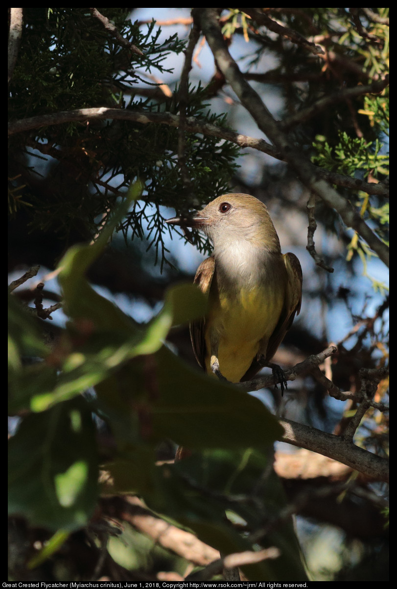 Great Crested Flycatcher (Myiarchus crinitus), June 1, 2018