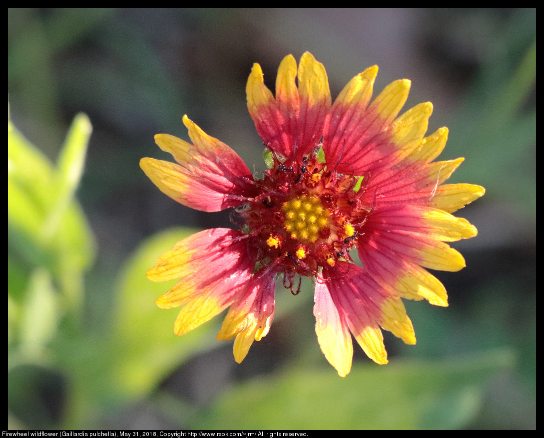 Firewheel wildflower (Gaillardia pulchella), May 31, 2018