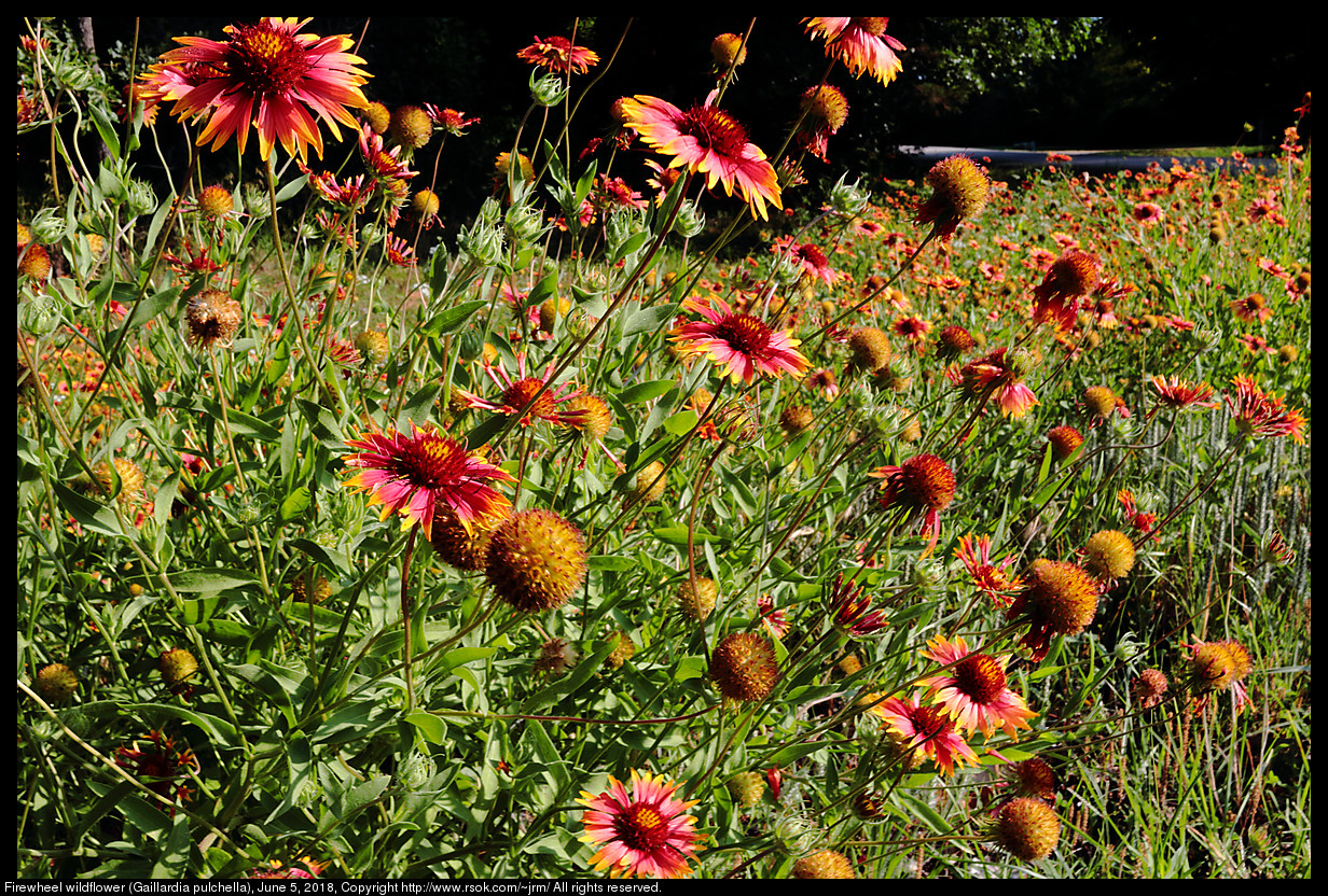 Firewheel wildflower (Gaillardia pulchella), June 5, 2018