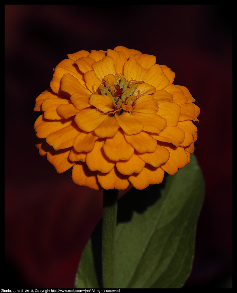 Zinnia, June 5, 2018