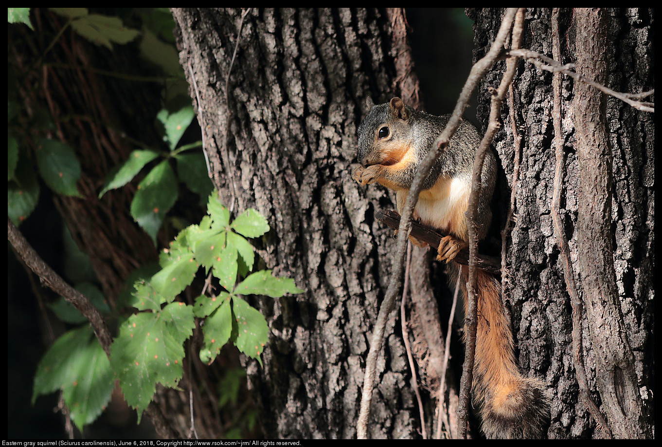 Fox squirrel (Sciurus niger), June 6, 2018