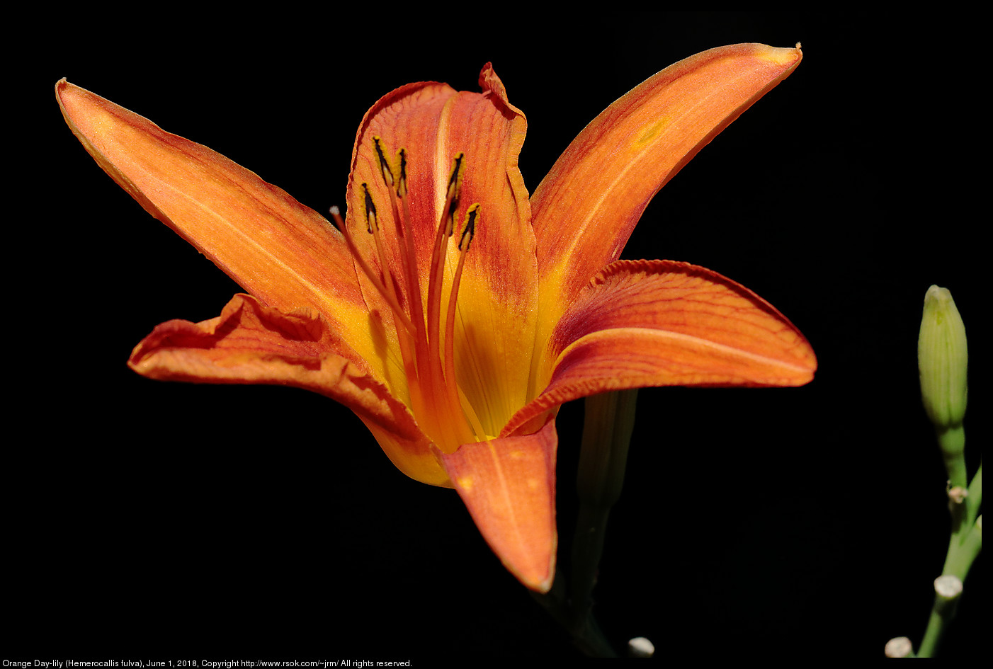 Orange Day-lily (Hemerocallis fulva), June 1, 2018