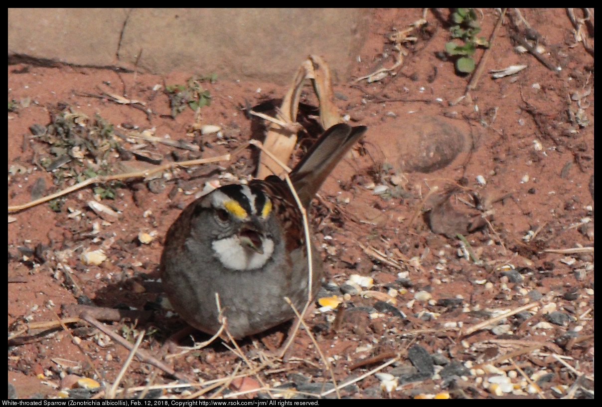 White-throated Sparrow (Zonotrichia albicollis), Feb. 12, 2018