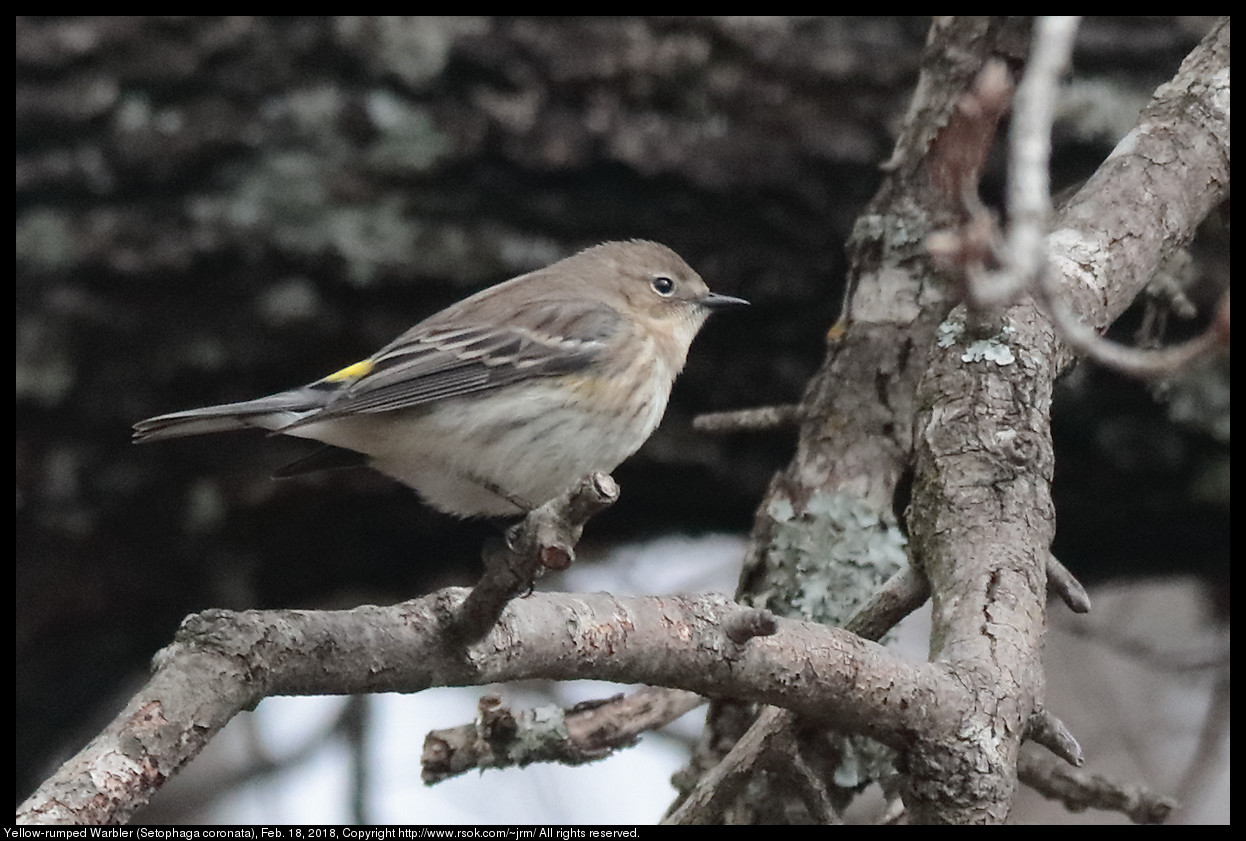 Yellow-rumped Warbler (Setophaga coronata), Feb. 18, 2018