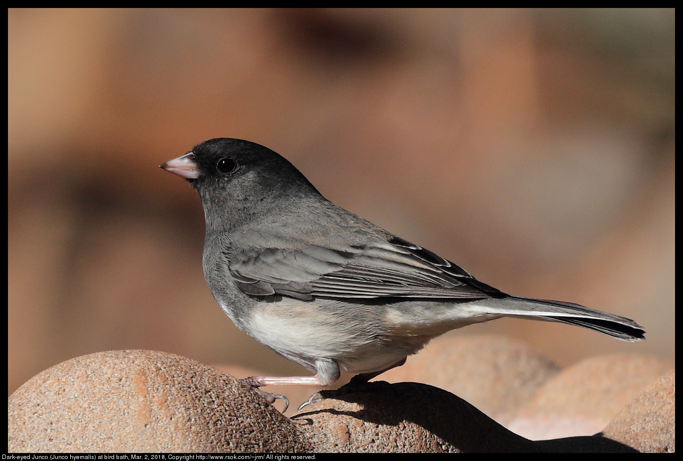 Dark-eyed Junco (Junco hyemalis) at bird bath, Mar. 2, 2018