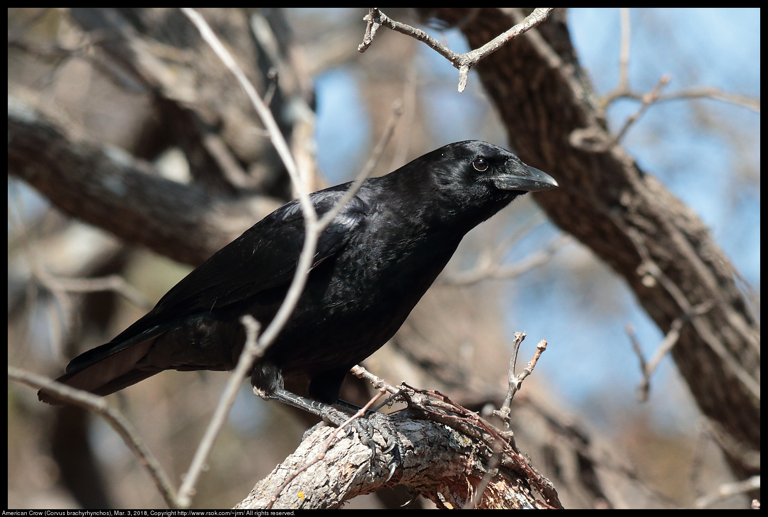 American Crow (Corvus brachyrhynchos), Mar. 3, 2018