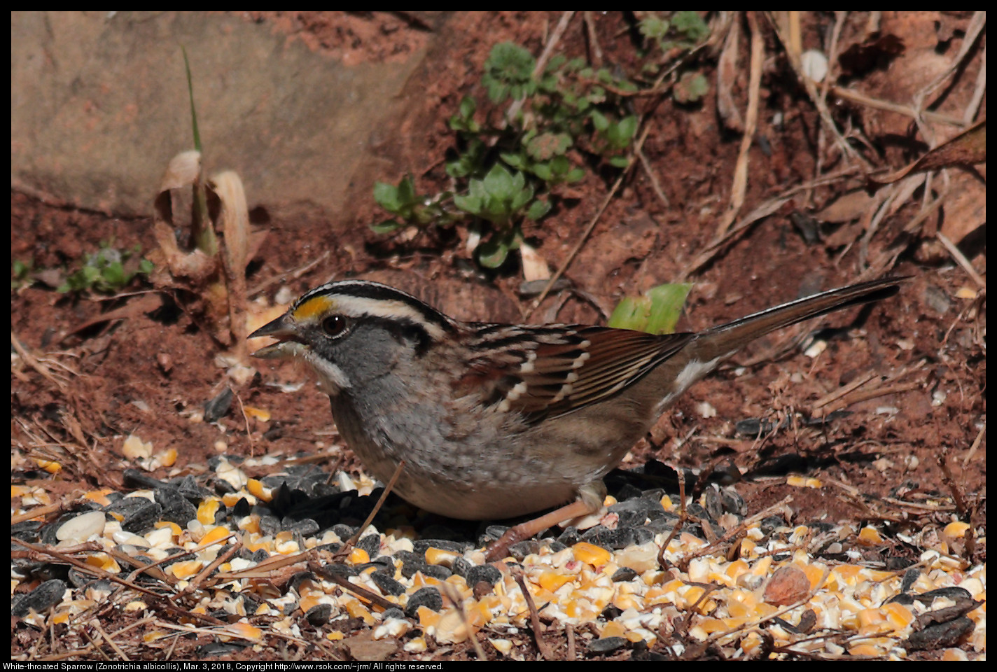 White-throated Sparrow (Zonotrichia albicollis), Mar. 3, 2018