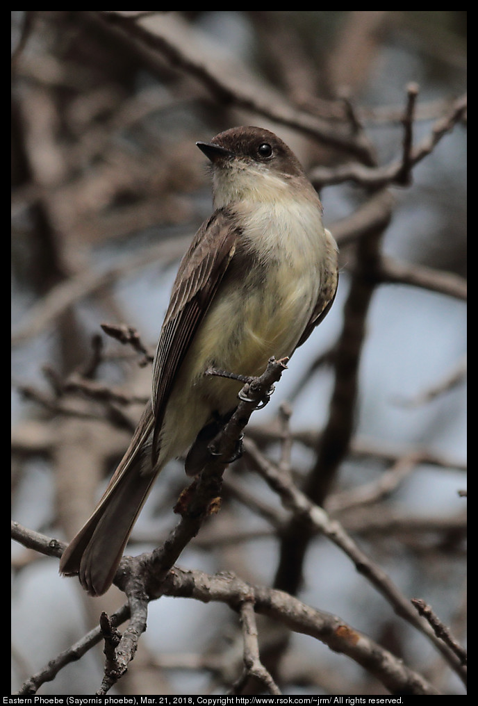 Eastern Phoebe (Sayornis phoebe), Mar. 21, 2018