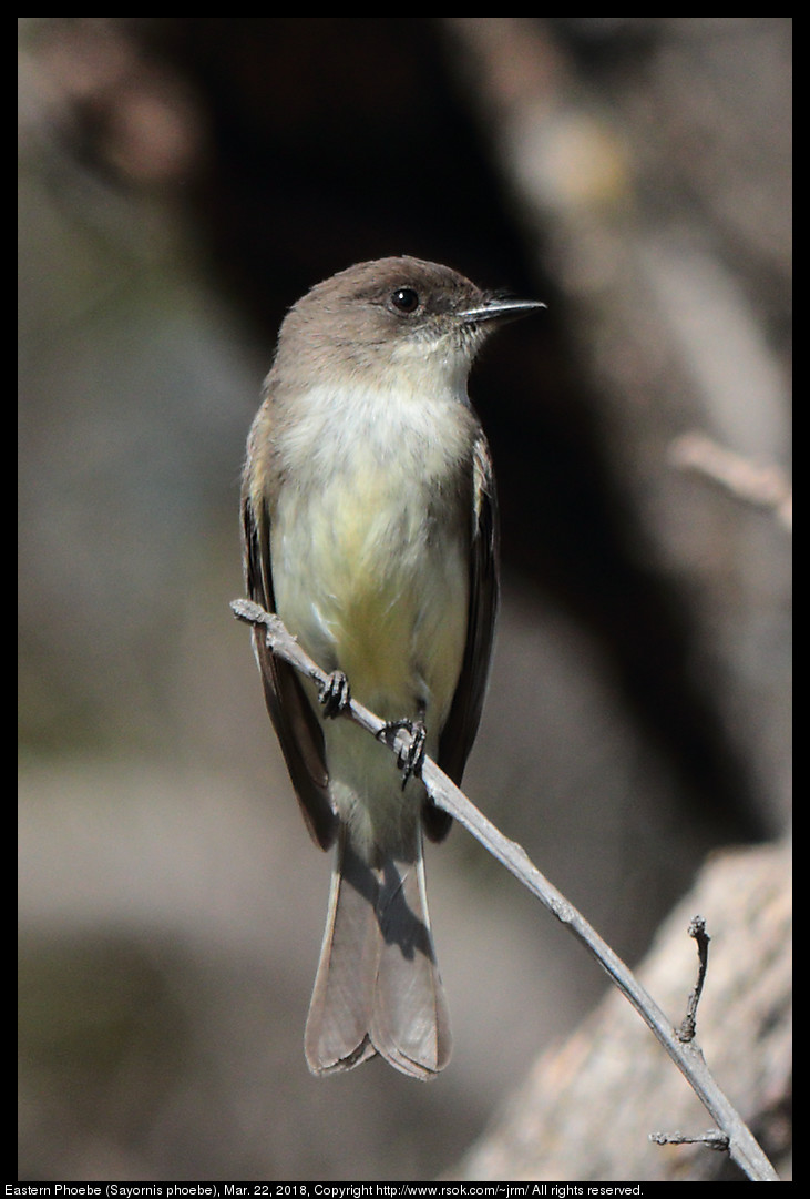 Eastern Phoebe (Sayornis phoebe), Mar. 22, 2018