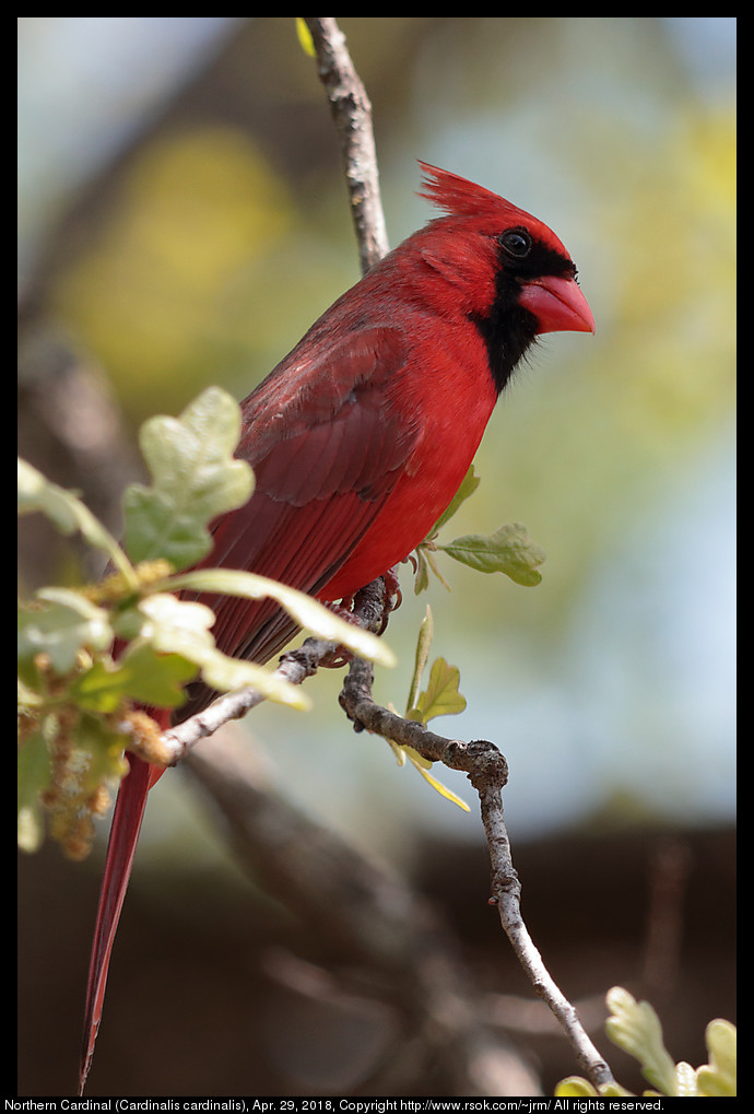 Northern Cardinal (Cardinalis cardinalis), Apr. 29, 2018