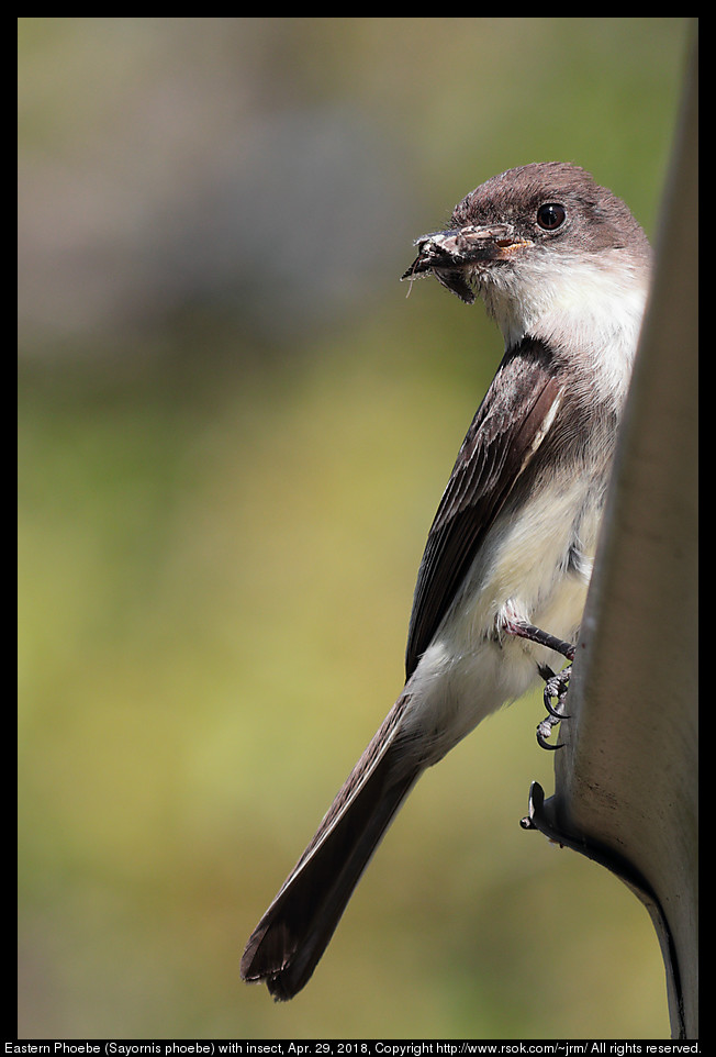 Eastern Phoebe (Sayornis phoebe) with insect, Apr. 29, 2018