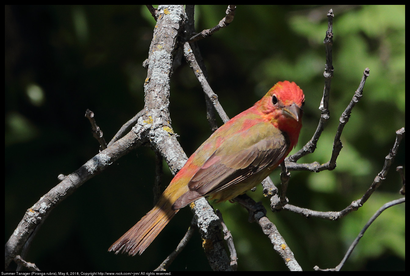 Summer Tanager (Piranga rubra), May 6, 2018