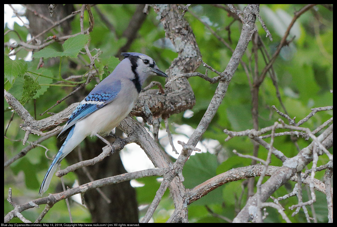 Blue Jay (Cyanocitta cristata), May 10, 2018