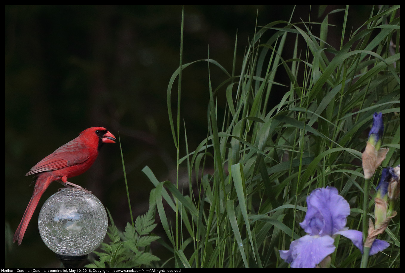 Northern Cardinal (Cardinalis cardinalis), May 10, 2018